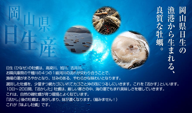 岡山県日生（ひなせ）の牡蠣は、高梁川、旭川、吉井川、お隣兵庫県の千種川の４つの１級河川の流れが交わり合うことで、漁場の潮がまろやかとなり、甘みのある、やわらかな味わいとなります。選別した牡蠣を、少量ずつ網カゴにいれてカゴごと沖の筏につるしにいきます。これを「活かす」といいます。10日～20日間、「活かした」牡蠣は、厳しい寒さの中、海の潮でもまれ美味しさを増していきます。これは、自然の磯牡蠣が育つ環境とよく似ています。「活かし」後の牡蠣は、身がしまり、味が濃くなります。（縮みません！）これが「味よし牡蠣」です。